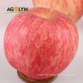 Bulk Apple Fruits Fresh Style Organic Red Qinguan Apple